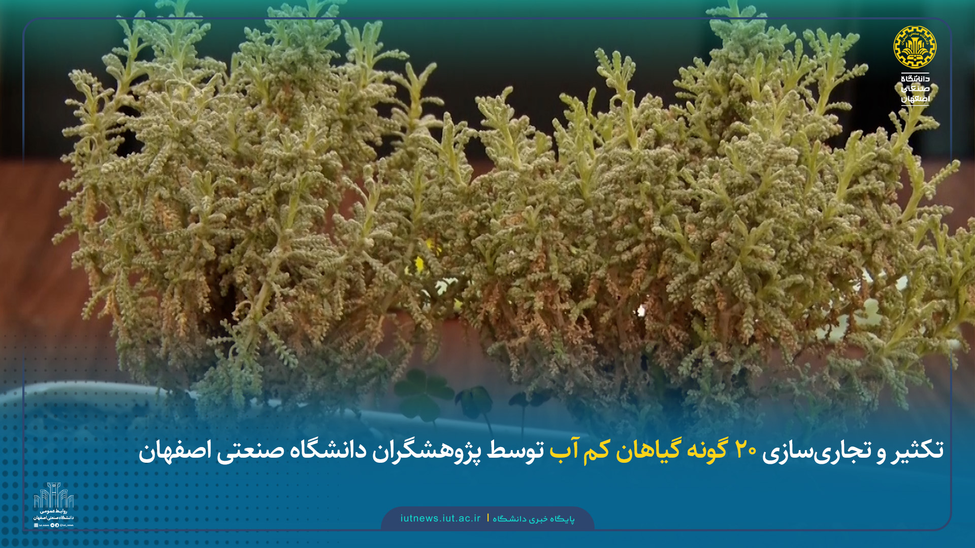 تکثیر و تجاری‌سازی ۲۰ گونه گیاهان کم آب توسط پژوهشگران دانشگاه صنعتی اصفهان